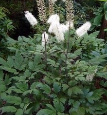 Black Cohosh