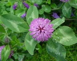 Red Clover
